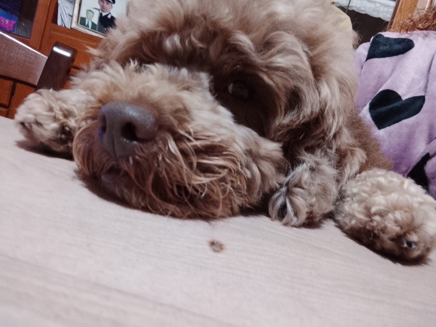 Adotta un cane, taglia piccola, maschio, Taranto