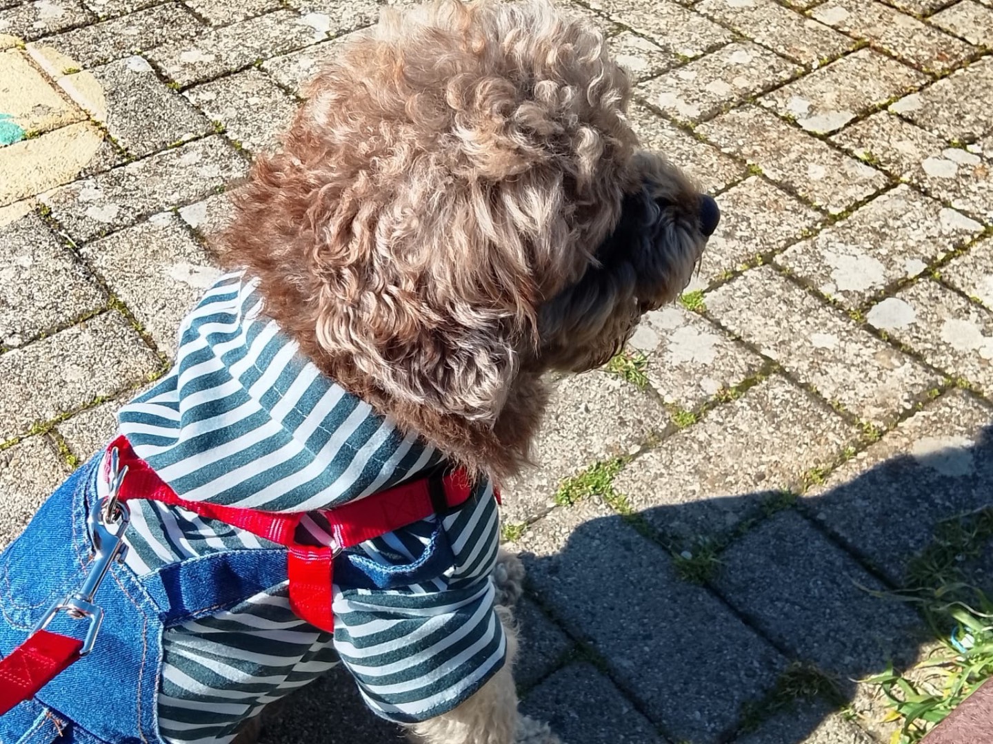 Vuoi adottare un cane a Taranto?