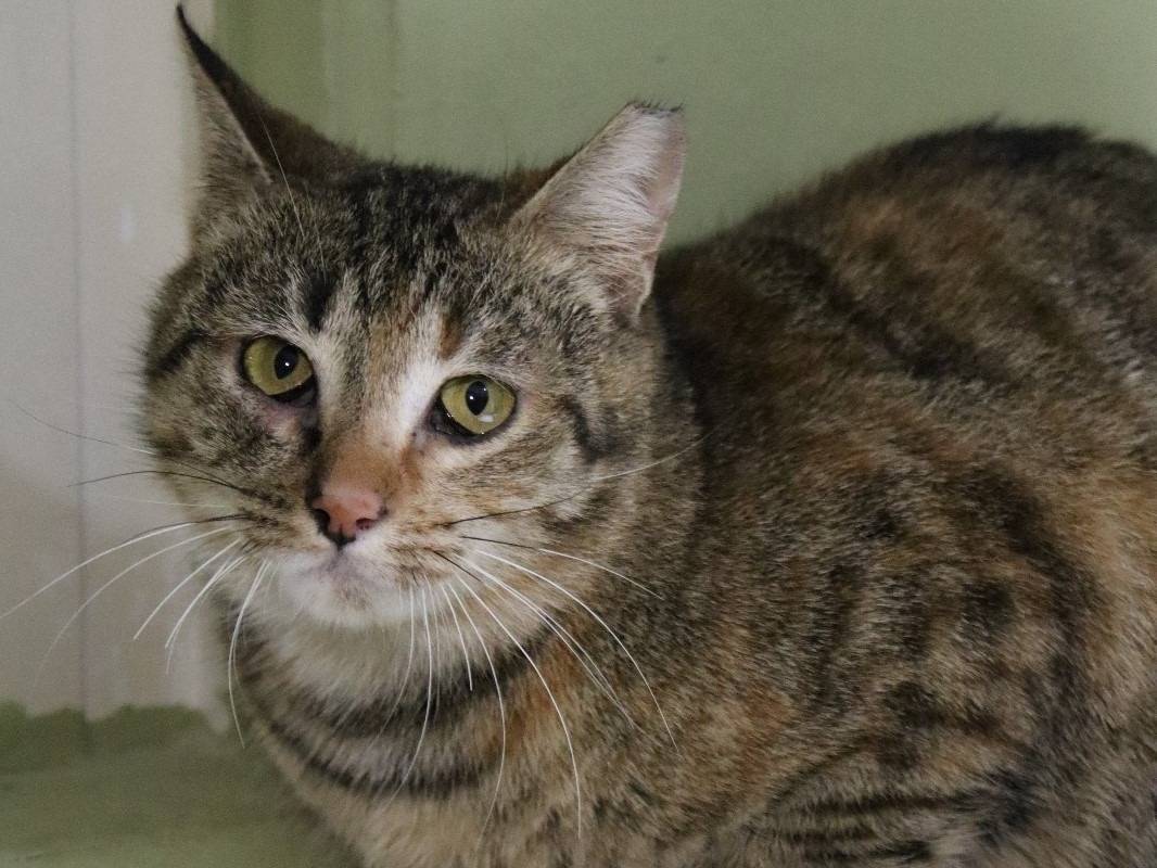 Adozione gatto, femmina, Razza sconosciuta Razza sconosciuta, 4 anni e 8 mesi, taglia non valida, Torino