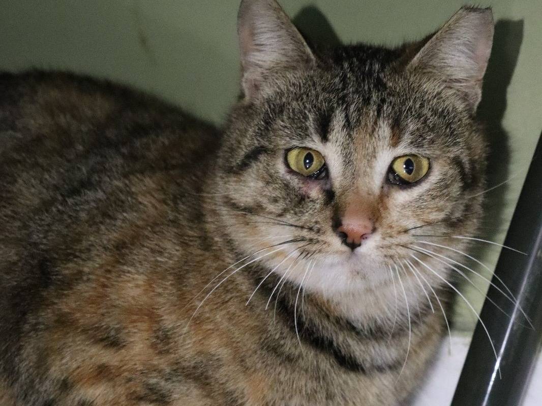 Adotta un gatto, femmina, 4 anni e 8 mesi, Torino