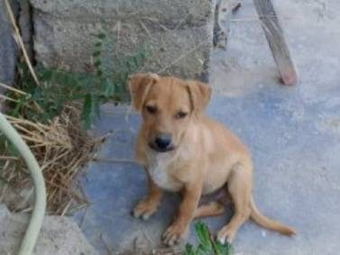 Adozione cane, maschio, Razza sconosciuta Razza sconosciuta, 4 mesi, taglia piccola, Cosenza