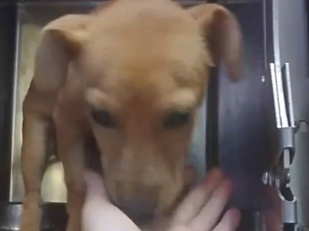 Adotta un cane, maschio, 4 mesi, Cosenza