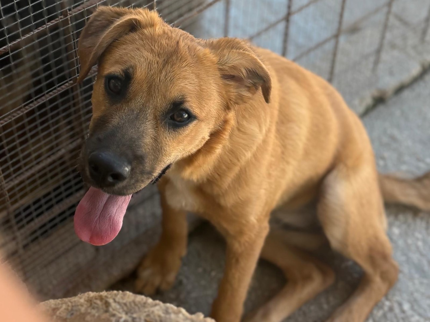 Adozione cane, femmina, Razza sconosciuta Razza sconosciuta, 5 mesi, taglia media, Foggia