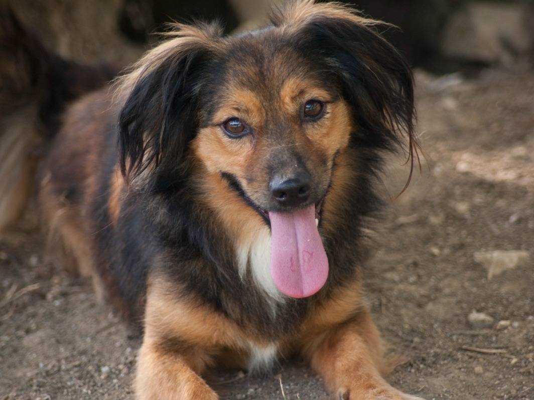 Adozione cane, femmina, Razza sconosciuta Razza sconosciuta, 4 anni e 3 mesi, taglia piccola, Frosinone