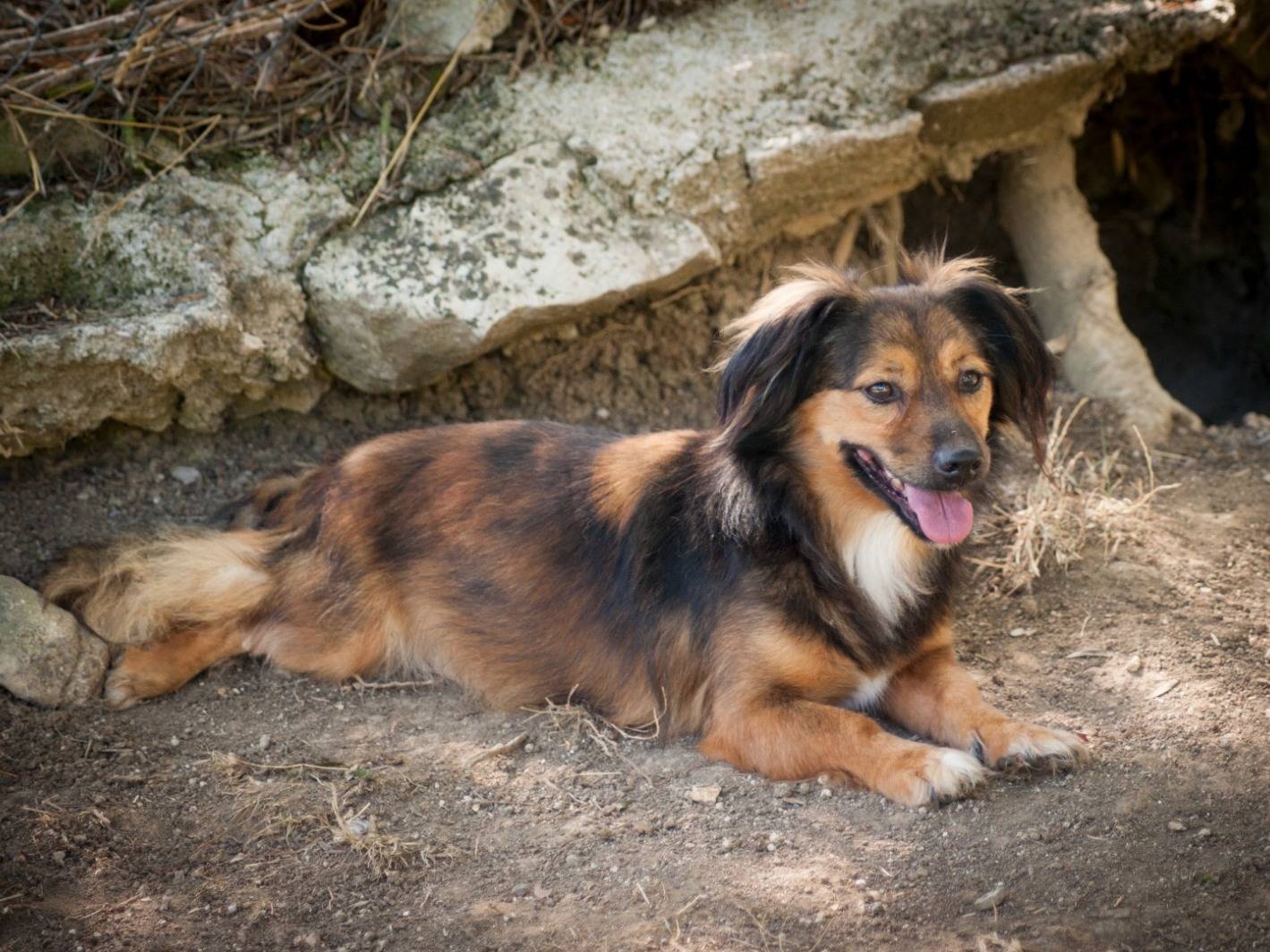 Adotta un cane, femmina, 4 anni e 3 mesi, Frosinone