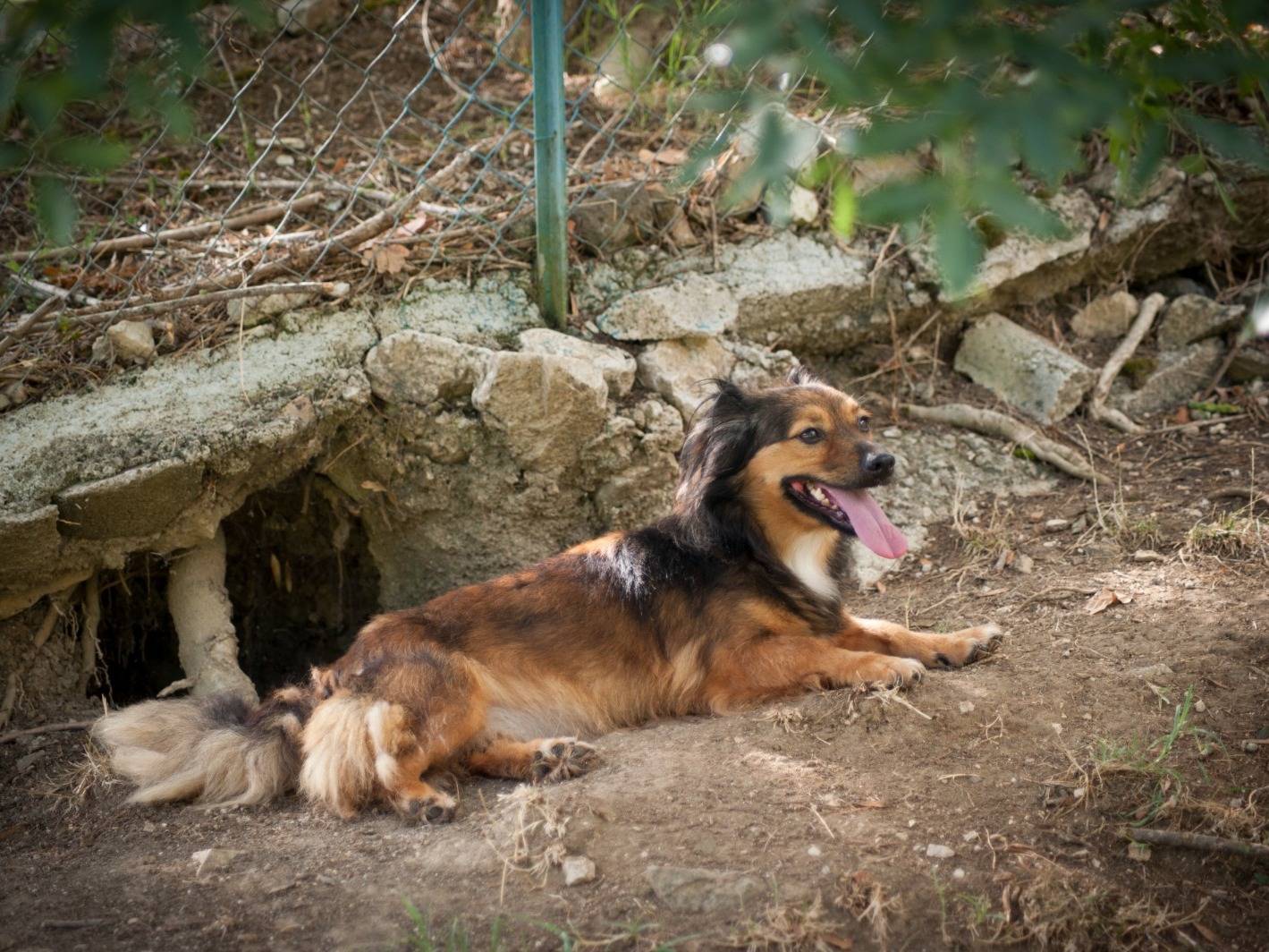 Adotta un cane, taglia piccola, femmina, Frosinone