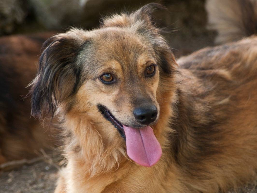 Adozione cane, femmina, Razza sconosciuta Razza sconosciuta, 3 anni e 2 mesi, taglia piccola, Frosinone