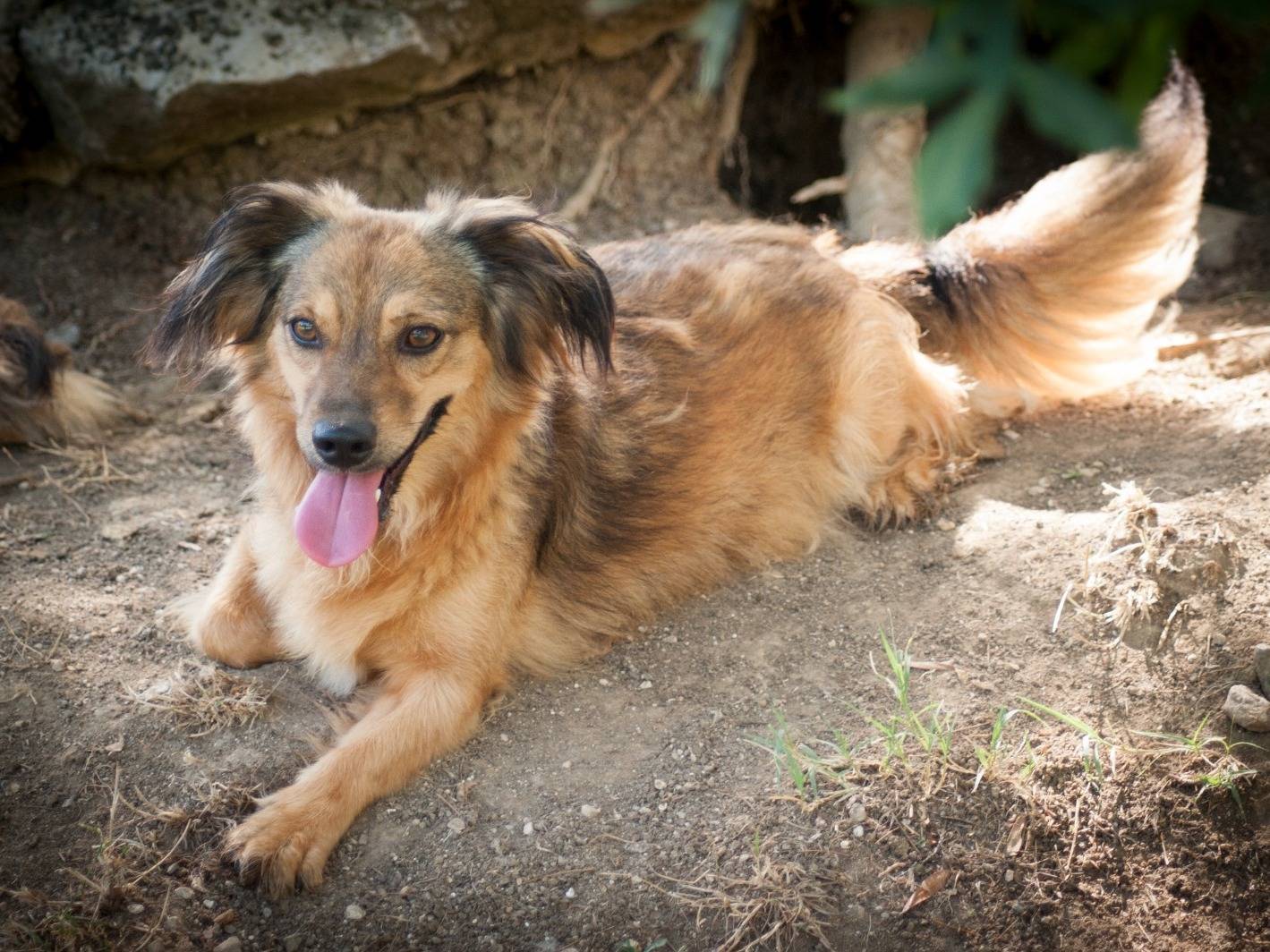 Adotta un cane, femmina, 3 anni e 2 mesi, Frosinone