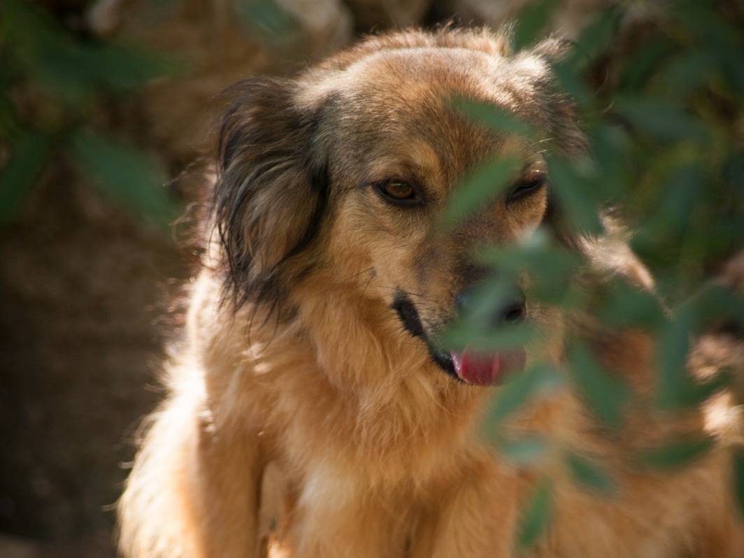 Adotta un cane, taglia piccola, femmina, Frosinone