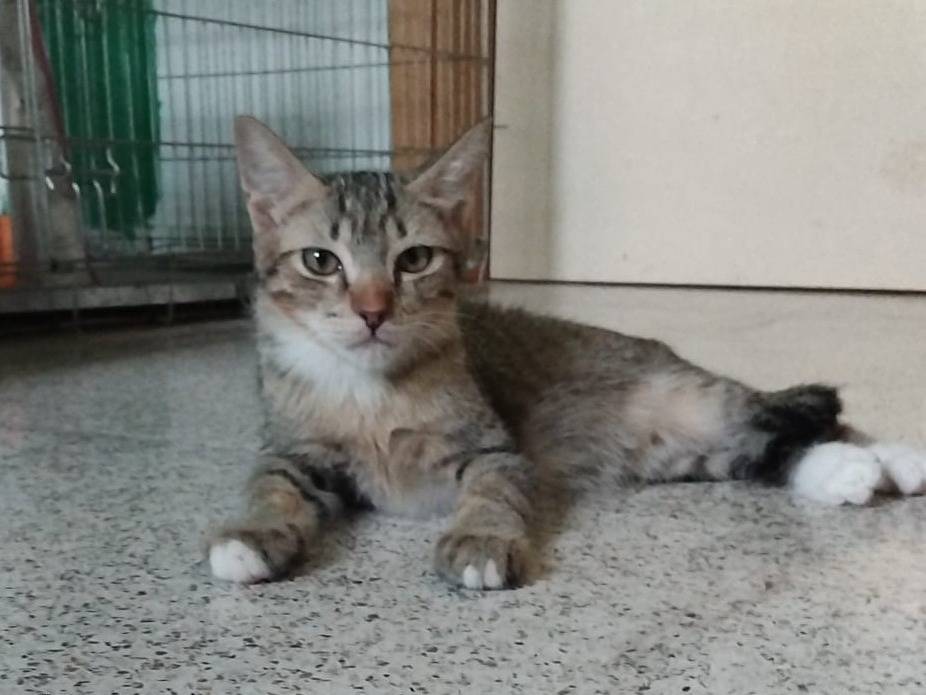 Adozione gatto, maschio, Razza sconosciuta Razza sconosciuta, 6 mesi, taglia non valida, Brescia