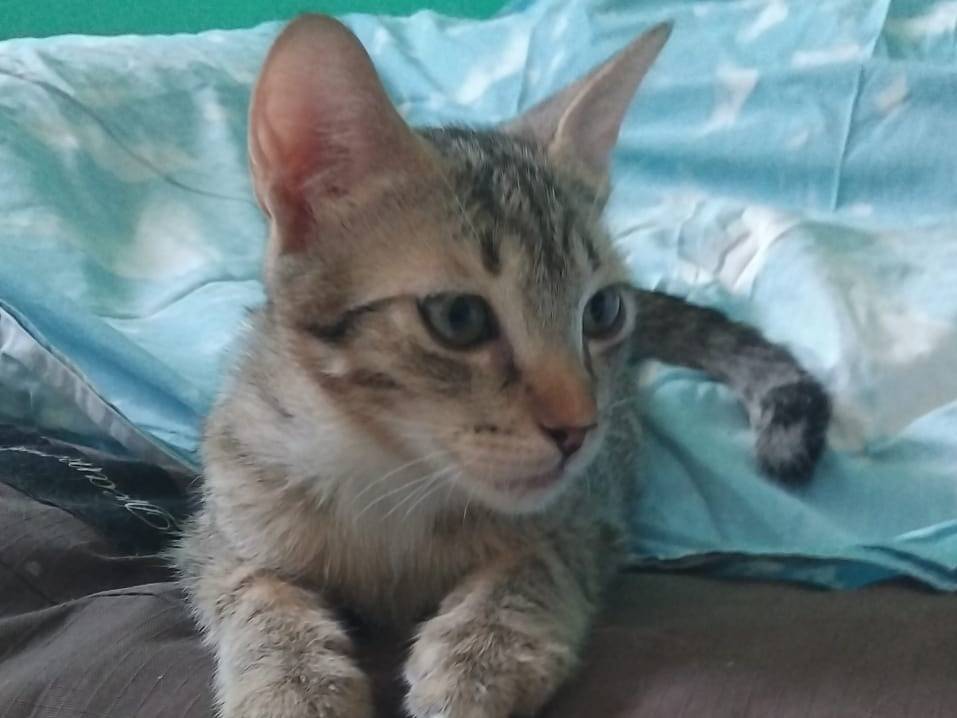 Adotta un gatto, maschio, 6 mesi, Brescia