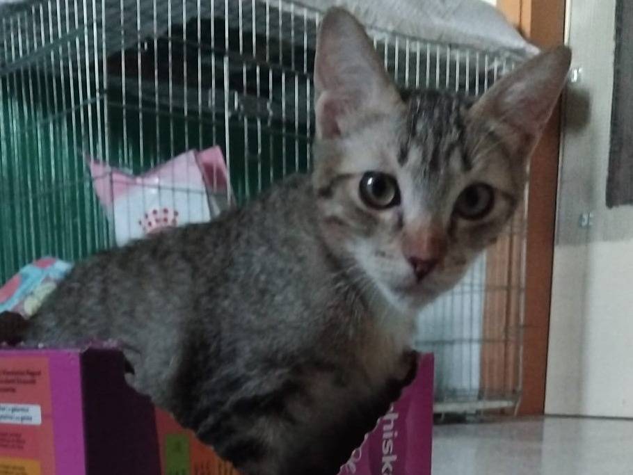 Adotta un gatto, taglia non valida, maschio, Brescia