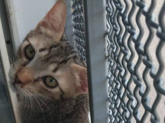 Vuoi adottare un gatto a Brescia?