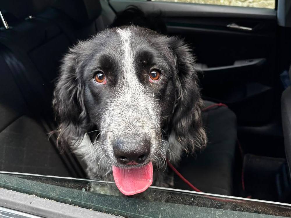 Adozione cane, maschio, Setter Inglese Razza sconosciuta, 8 mesi, taglia grande, Milano