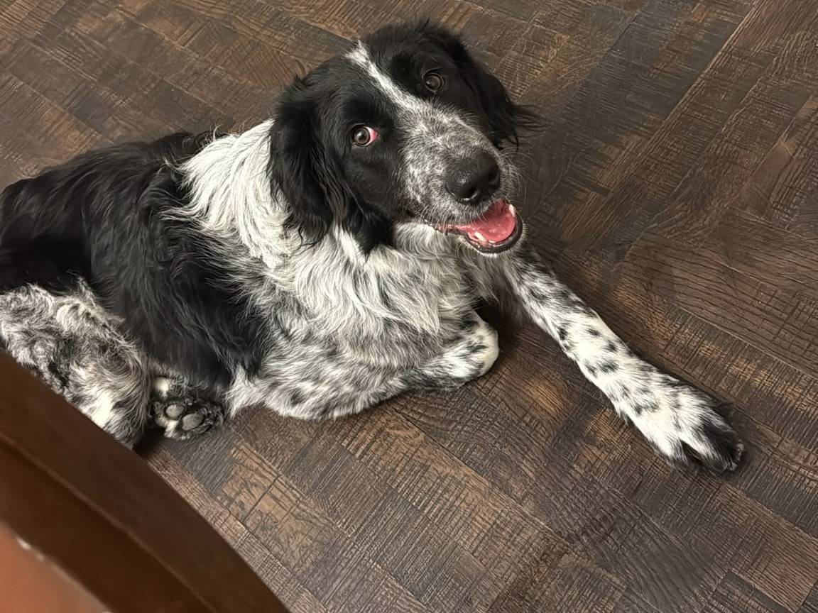 Adotta un cane, maschio, 8 mesi, Milano
