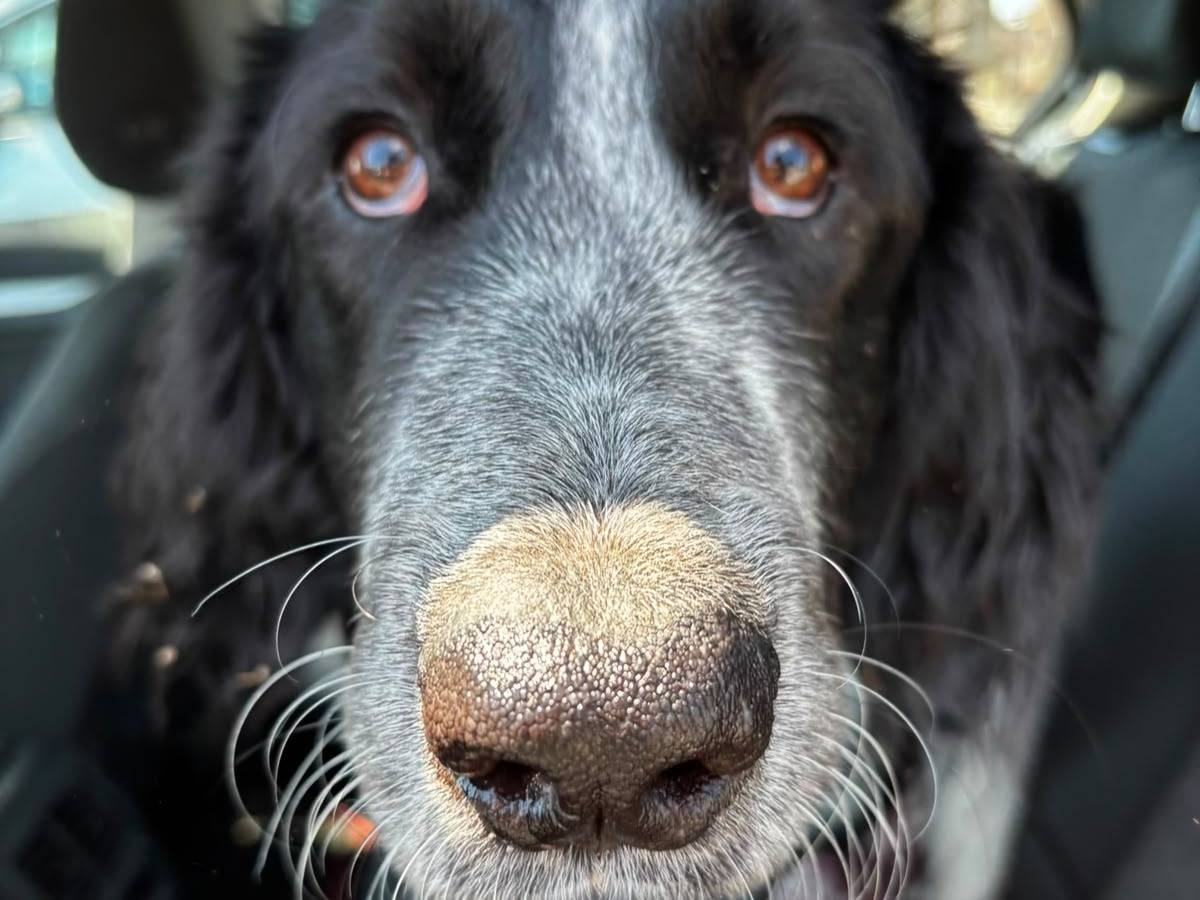 Adotta un cane, taglia grande, maschio, Milano