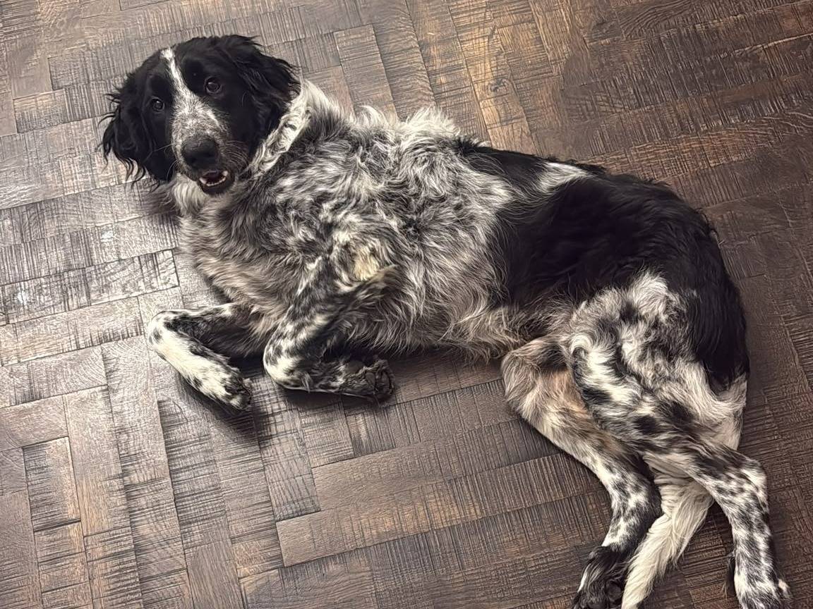 Vuoi adottare un cane a Milano?