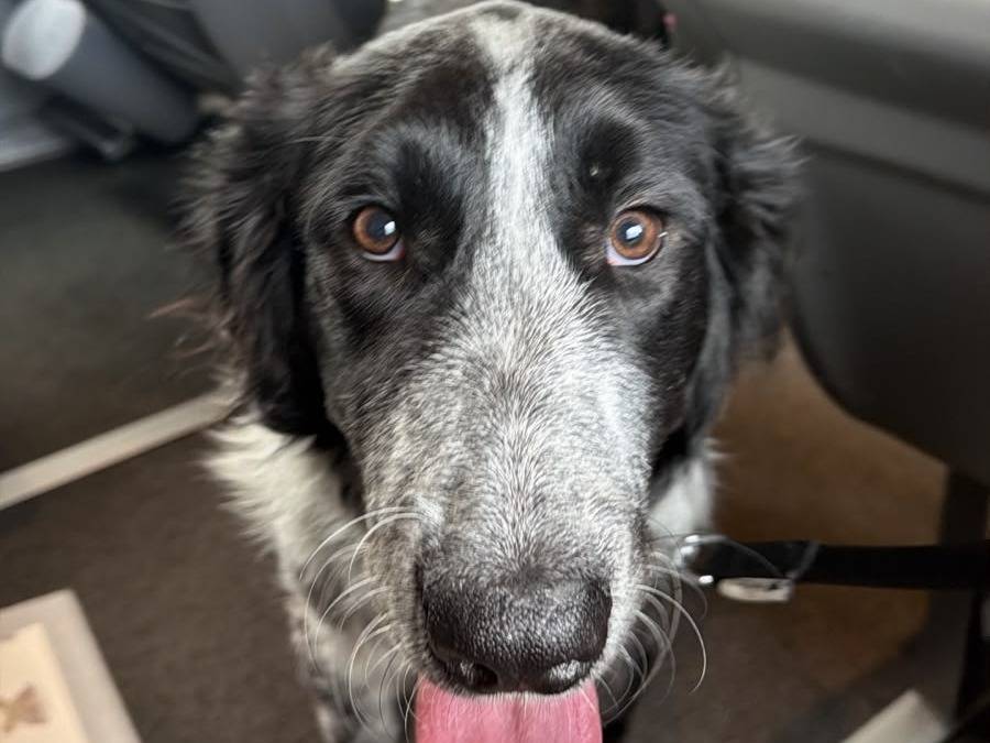 Adotta il cane Chirone a Milano