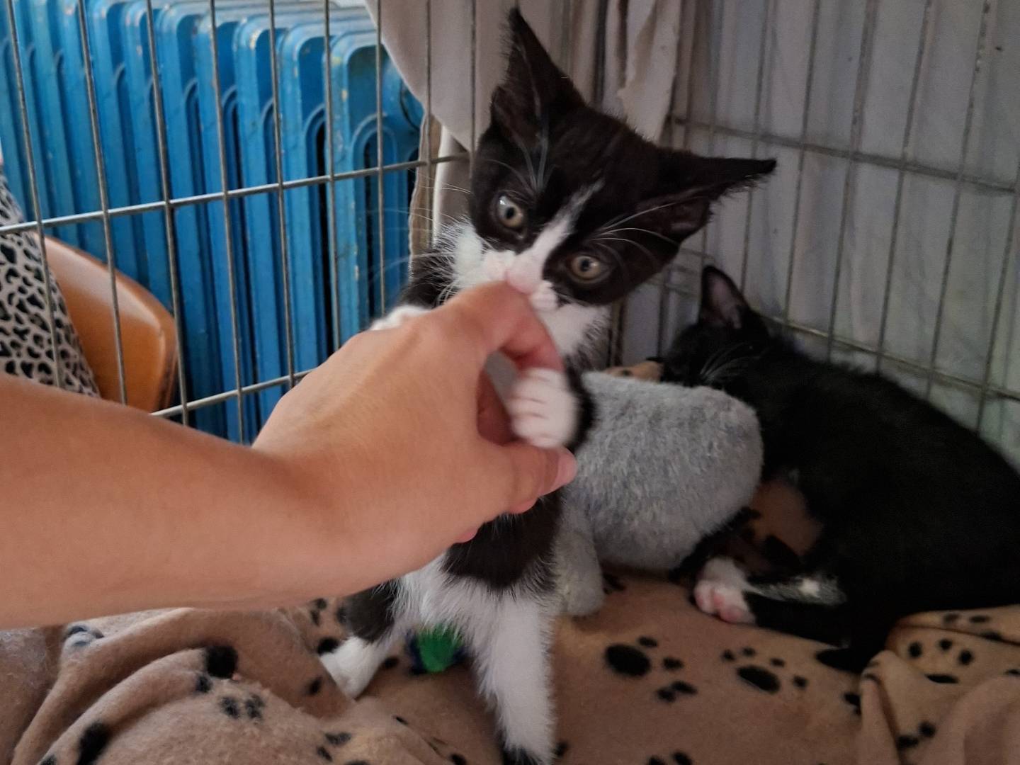 Adotta un gatto, femmina, 1 mese, Asti