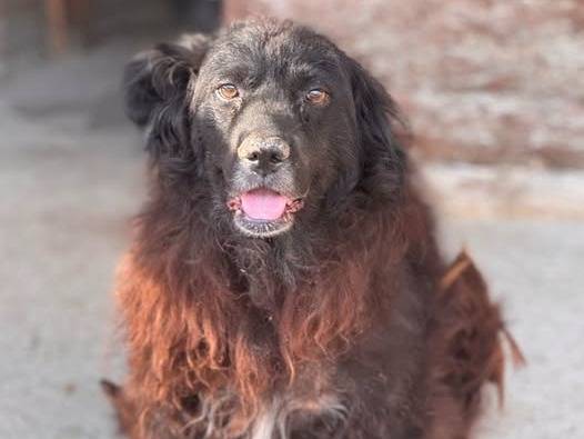 Adozione cane, maschio, Razza sconosciuta Razza sconosciuta, 8 anni e 3 mesi, taglia grande, Crotone