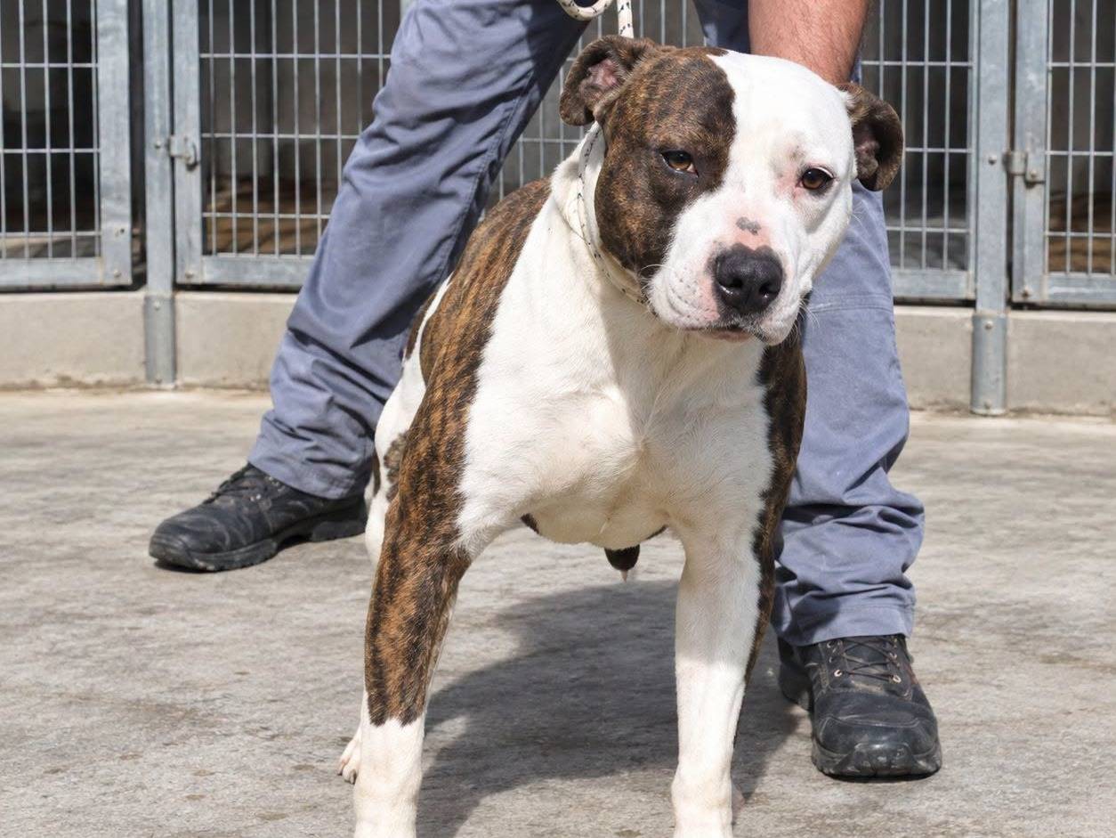 Adozione cane, maschio, Amstaff Razza sconosciuta, 5 anni e 3 mesi, taglia media, Crotone