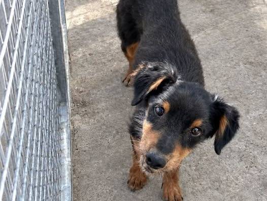 Adozione cane, maschio, Pinscher Razza sconosciuta, 11 anni e 3 mesi, taglia piccola, Crotone
