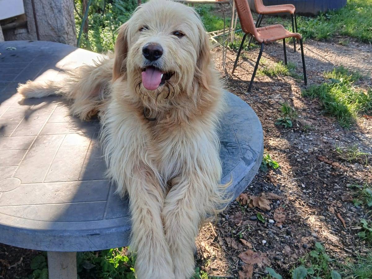 Adozione cane, maschio, Razza sconosciuta Razza sconosciuta, 3 anni e 7 mesi, taglia media, Monza