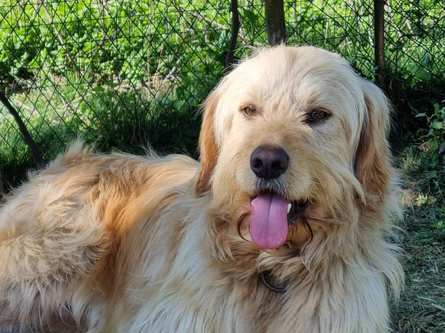 Adotta un cane, maschio, 3 anni e 7 mesi, Monza