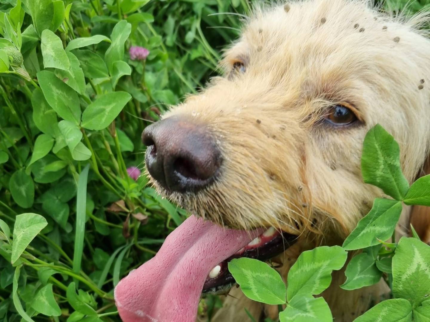 Adotta un cane, taglia media, maschio, Monza