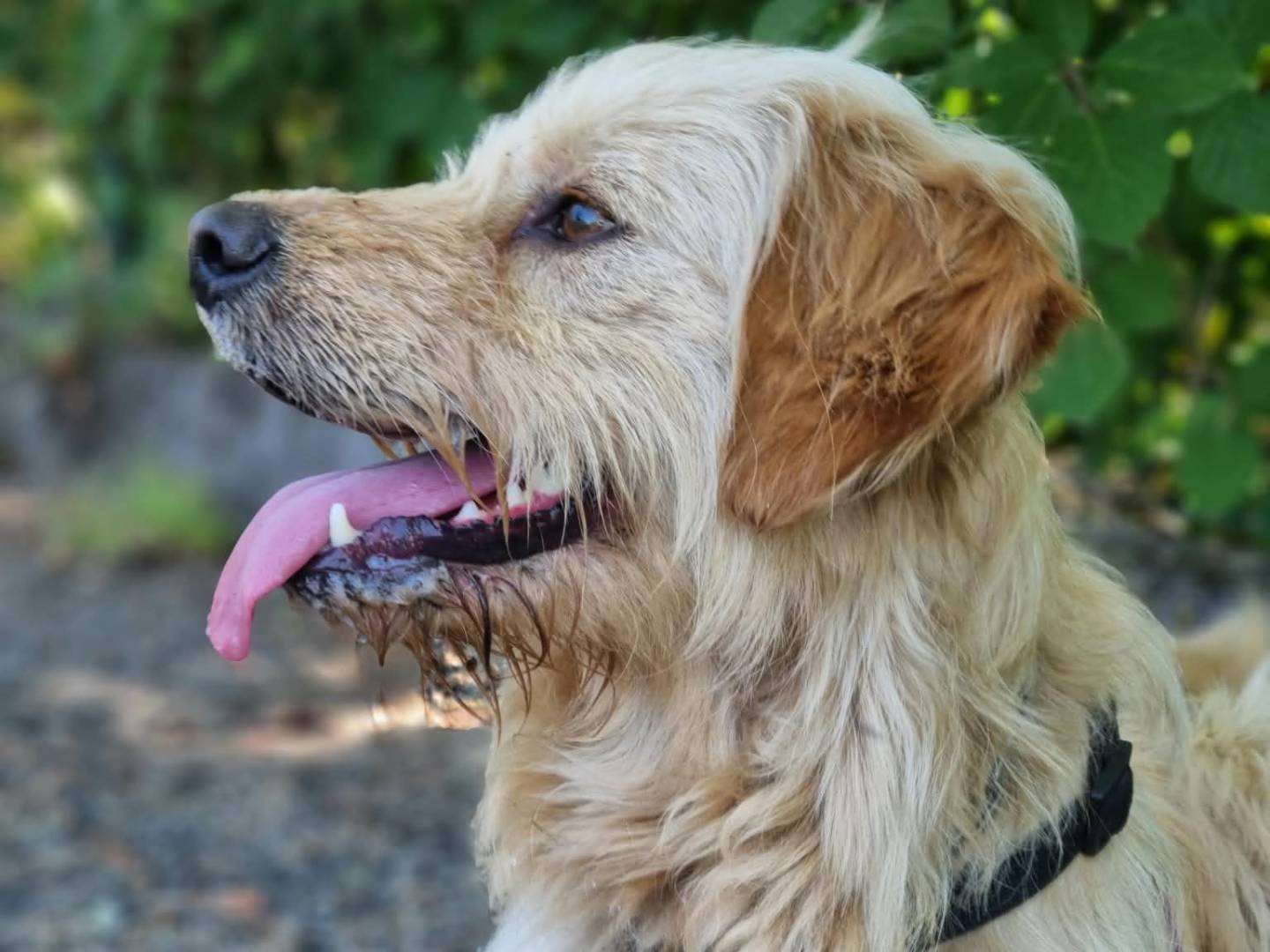 Vuoi adottare un cane a Monza?