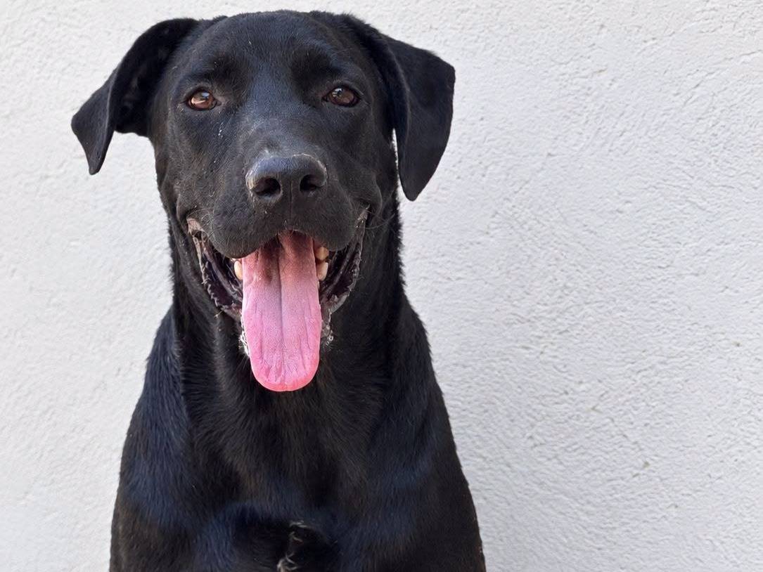 Adozione cane, maschio, Pitbull Razza sconosciuta, 6 mesi, taglia grande, Crotone