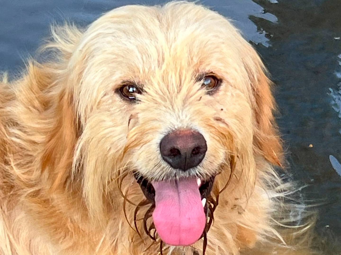 Adotta il cane Ringo a Monza