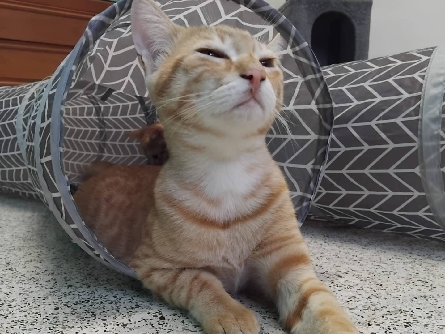 Adozione gatto, maschio, Razza sconosciuta Razza sconosciuta, 5 mesi, taglia non valida, Milano