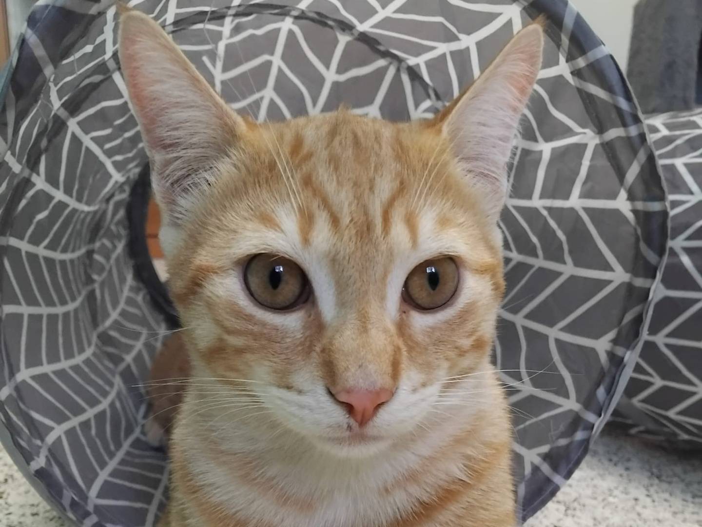 Adotta un gatto, maschio, 5 mesi, Milano