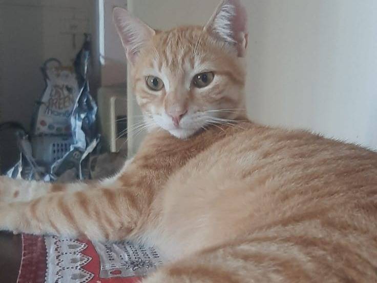 Adotta un gatto, taglia non valida, maschio, Milano