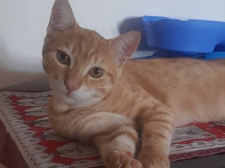 Vuoi adottare un gatto a Milano?