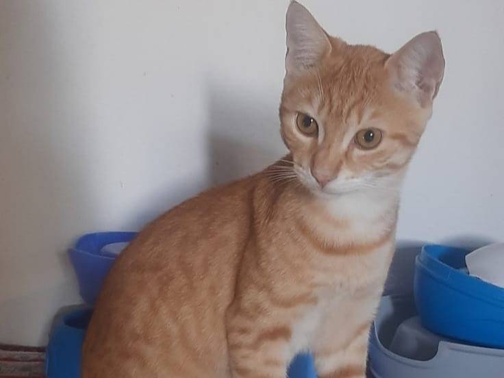 Adotta il gatto KIMBA a Milano