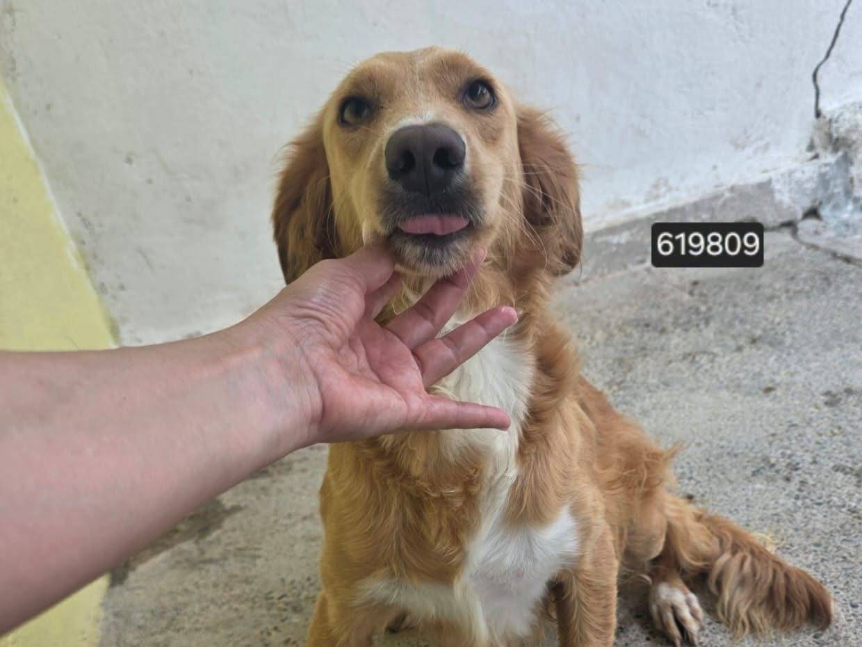 Adozione cane, maschio, Razza sconosciuta Razza sconosciuta, 2 anni e 3 mesi, taglia media, Crotone