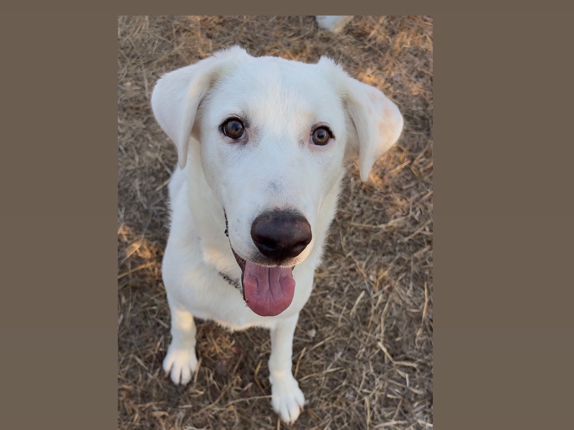 Adotta un cane, femmina, 7 mesi, Potenza
