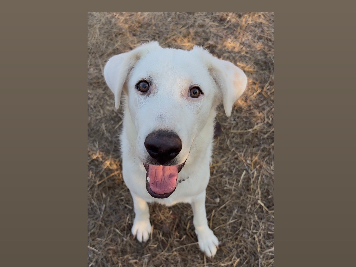 Adotta un cane, taglia media, femmina, Potenza