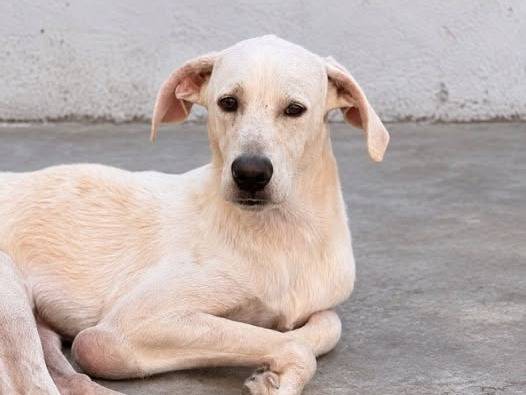 Adozione cane, maschio, Razza sconosciuta Razza sconosciuta, 8 mesi, taglia media, Crotone