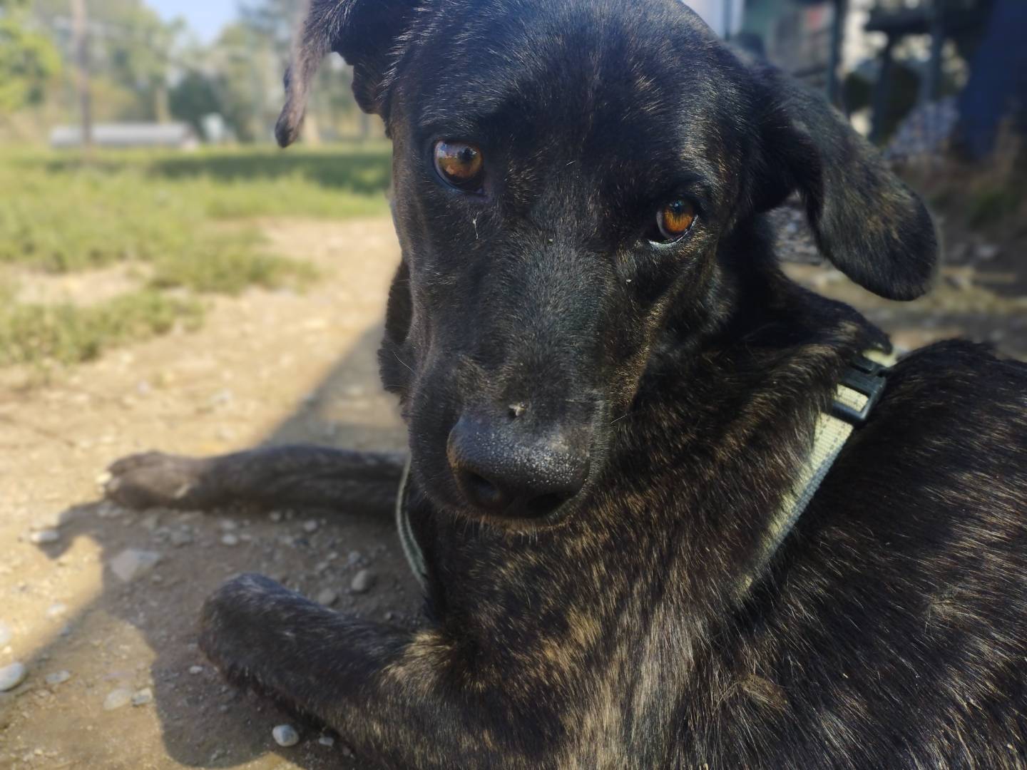 Adozione cane, femmina, Razza sconosciuta Razza sconosciuta, 1 anno, taglia media, Milano
