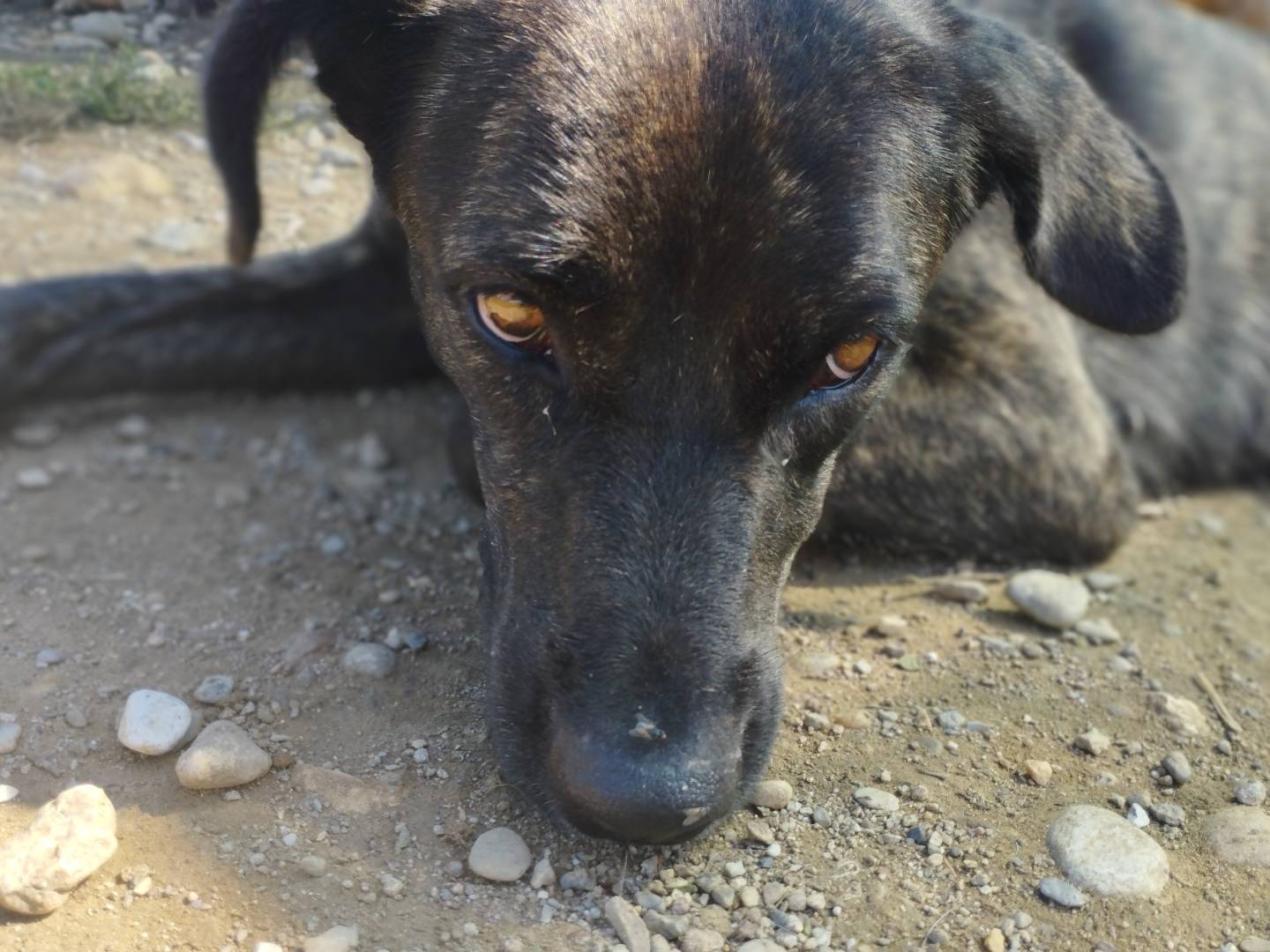 Adotta un cane, femmina, 1 anno, Milano