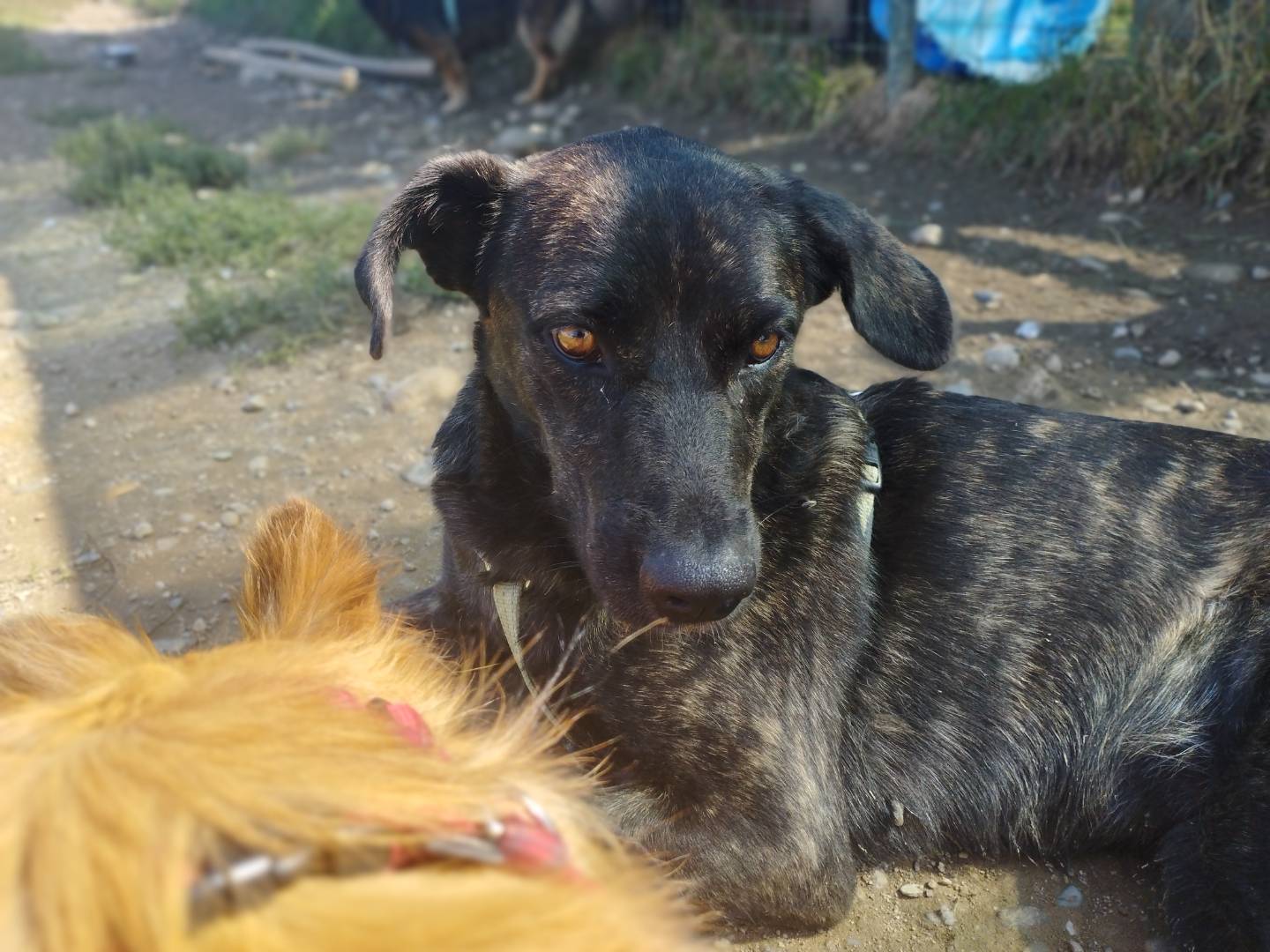 Adotta un cane, taglia media, femmina, Milano