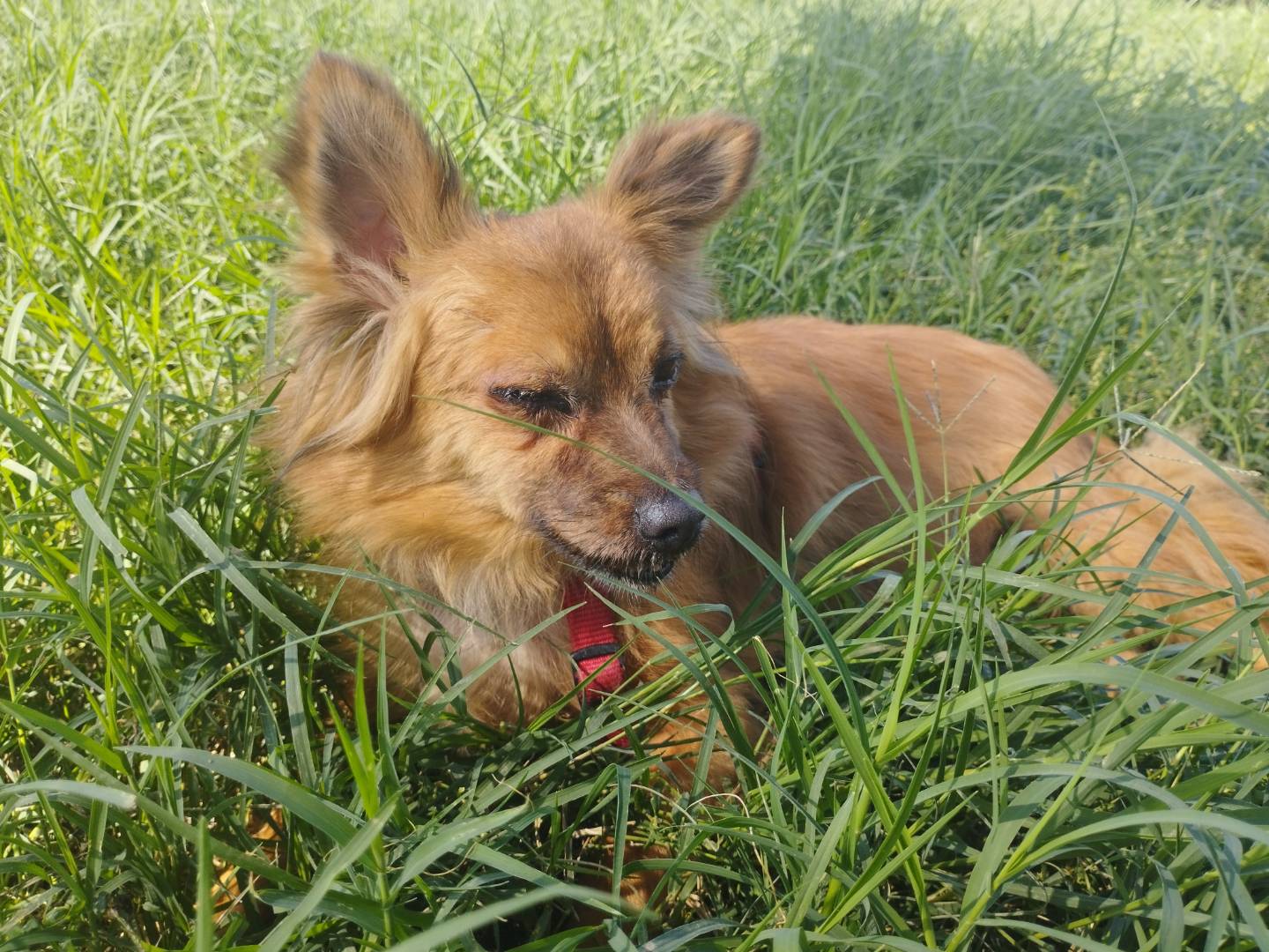 Adotta un cane, femmina, 5 anni, Milano