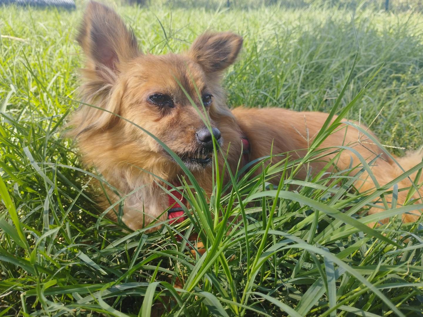 Adozione cane, femmina, Spitz Razza sconosciuta, 5 anni, taglia piccola, Milano
