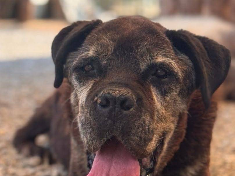 Adozione cane, maschio, Corso Razza sconosciuta, 13 anni e 3 mesi, taglia grande, Crotone