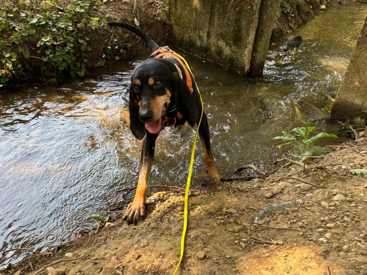 Adozione cane, maschio, Razza sconosciuta Razza sconosciuta, 11 anni, taglia media, Milano