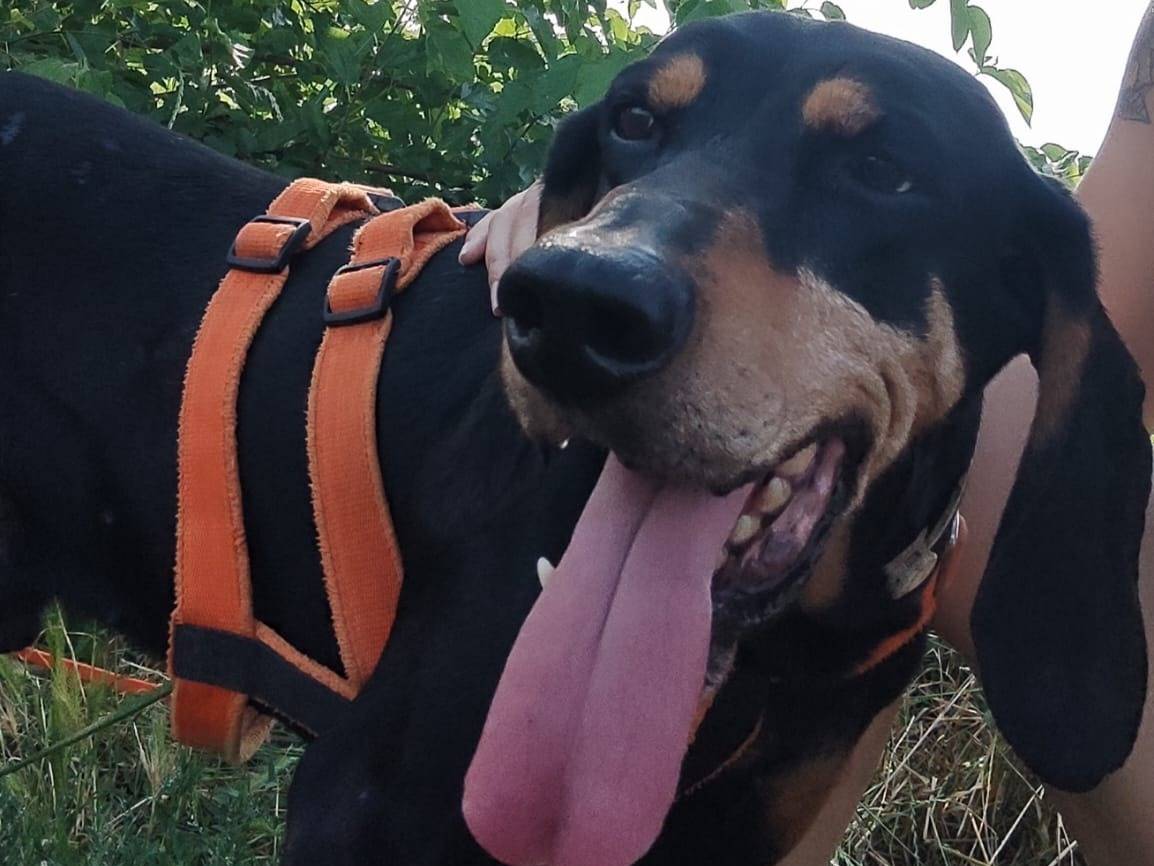 Adotta un cane, maschio, 11 anni, Milano