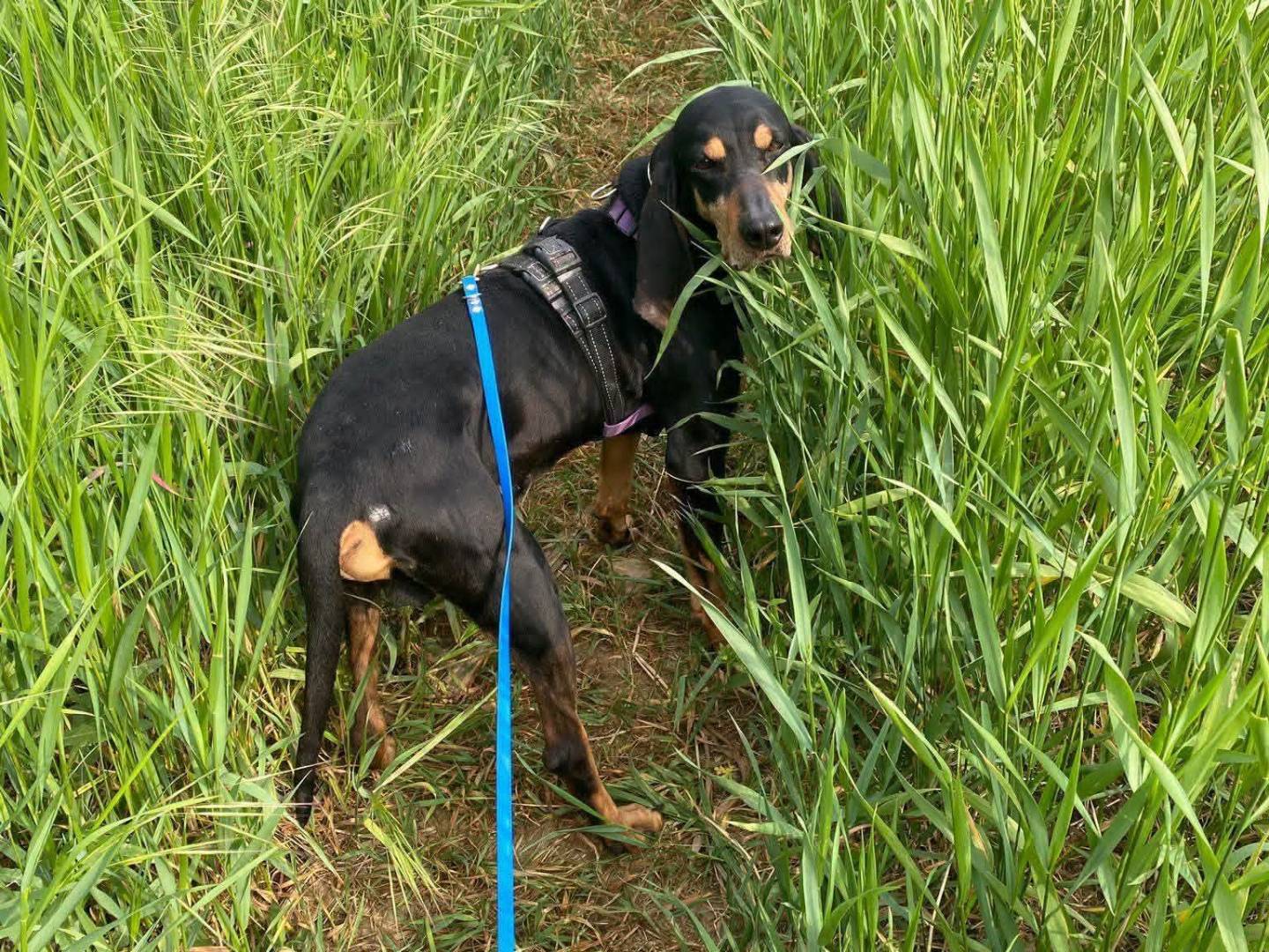 Adotta un cane, taglia media, maschio, Milano